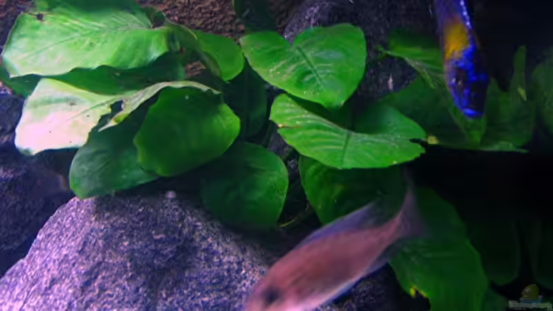 Pflanzen im Aquarium Walhall von T H O R (17)