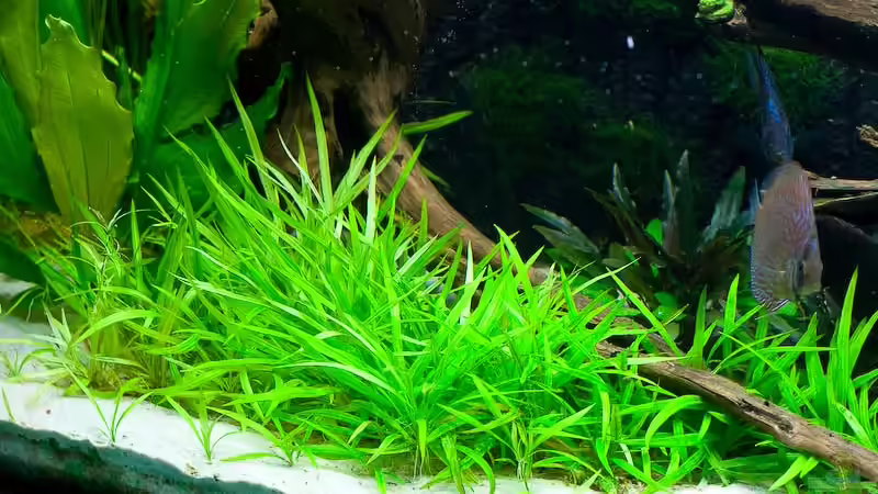 Pflanzen im Aquarium Walking on a (Discus-) dream von Kiera&Hannes (3)