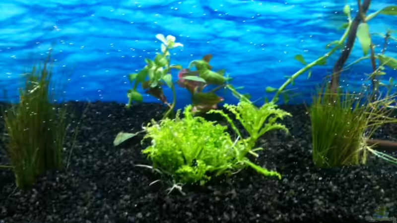 Pflanzen im Aquarium Wandaquarium Gesellschaftsbecken von Pebbel (7)