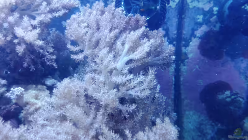Pflanzen im Aquarium Weichkorallenbecken von Torsten Bullmahn (24)