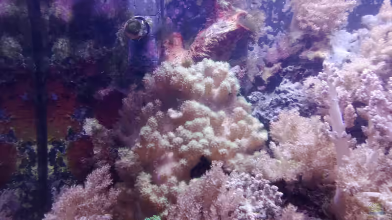 Pflanzen im Aquarium Weichkorallenbecken von Torsten Bullmahn (29)