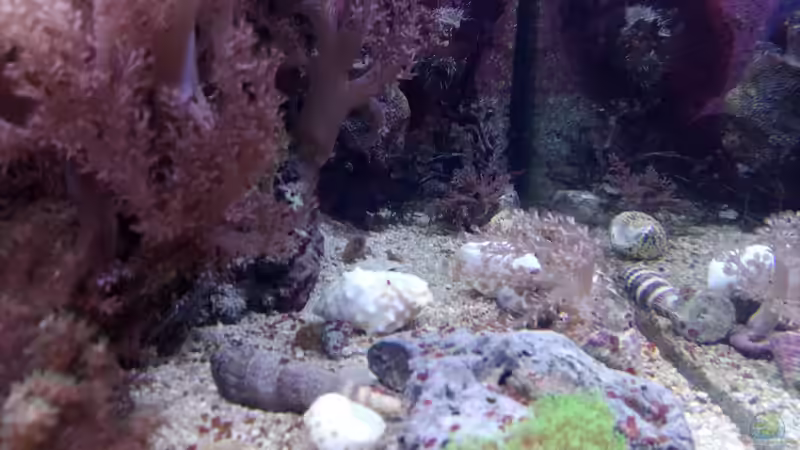 Pflanzen im Aquarium Weichkorallenbecken von Torsten Bullmahn (30)