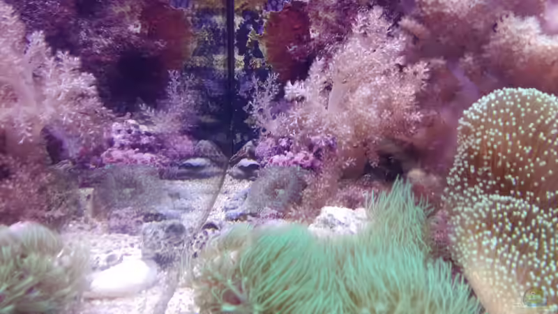 Pflanzen im Aquarium Weichkorallenbecken von Torsten Bullmahn (31)