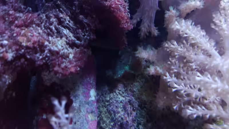 Pflanzen im Aquarium Weichkorallenbecken von Torsten Bullmahn (32)