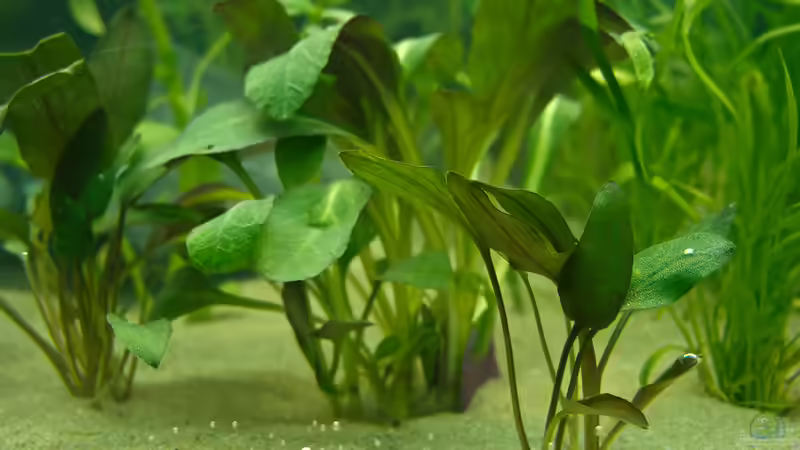 Pflanzen im Aquarium Welcome to America von Nico Frische (10)