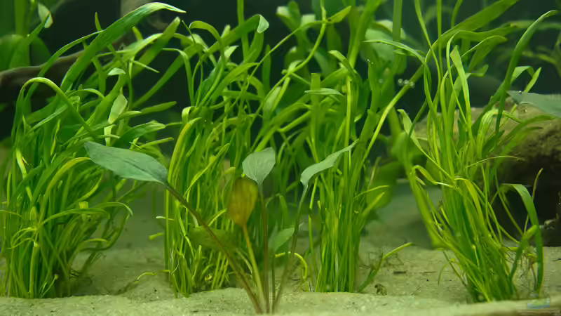 Pflanzen im Aquarium Welcome to America von Nico Frische (11)