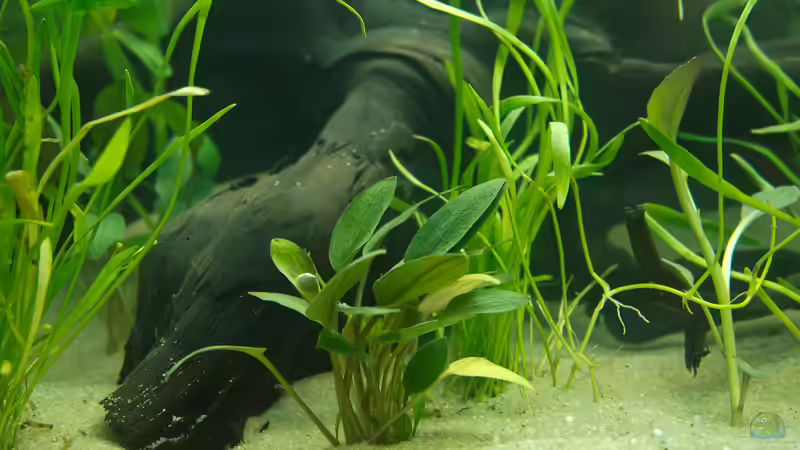 Pflanzen im Aquarium Welcome to America von Nico Frische (12)