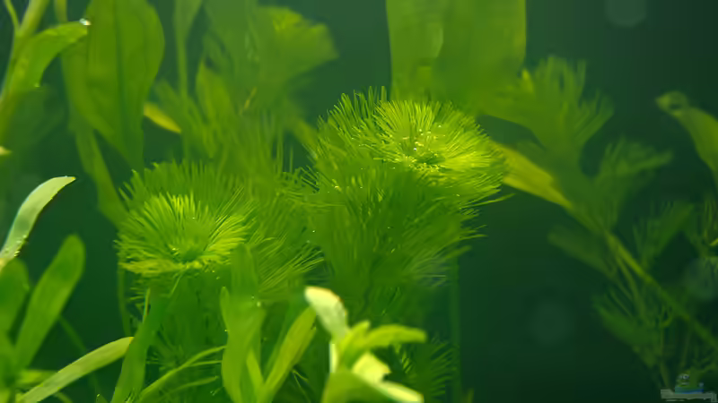 Pflanzen im Aquarium Welcome to America von Nico Frische (9)