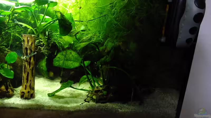 Pflanzen im Aquarium Welse Becken von Taiwanese Inai (3)