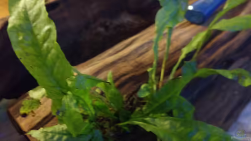 Pflanzen im Aquarium West- Zentralafrika in Aachen von Tiburón (17)