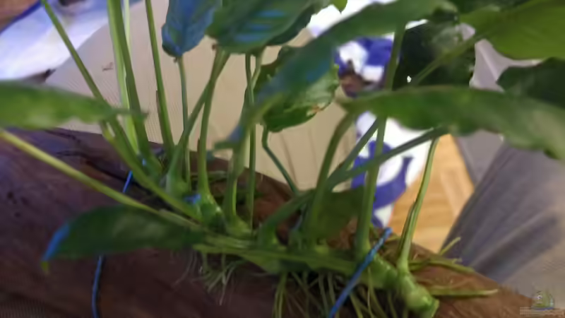 Pflanzen im Aquarium West- Zentralafrika in Aachen von Tiburón (19)