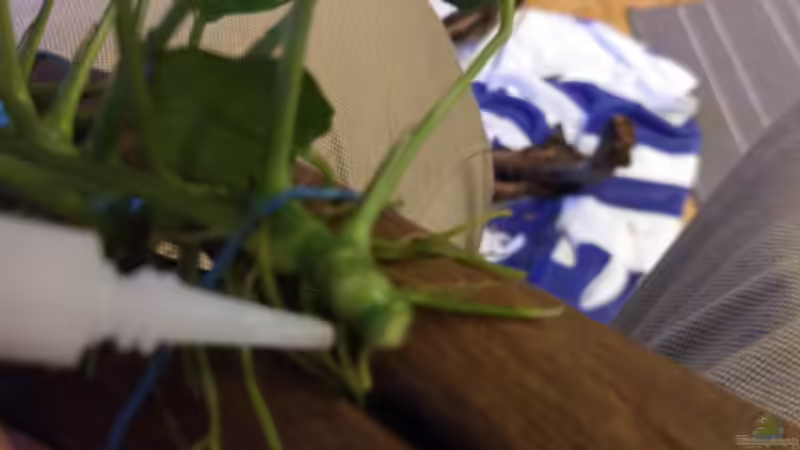 Pflanzen im Aquarium West- Zentralafrika in Aachen von Tiburón (20)