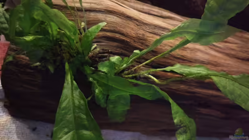 Pflanzen im Aquarium West- Zentralafrika in Aachen von Tiburón (22)