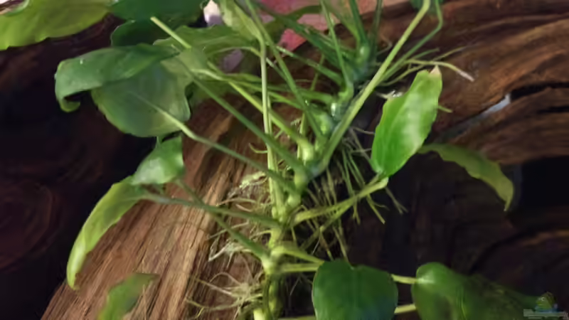 Pflanzen im Aquarium West- Zentralafrika in Aachen von Tiburón (24)