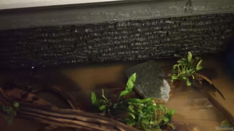 Pflanzen im Aquarium West- Zentralafrika in Aachen von Tiburón (25)