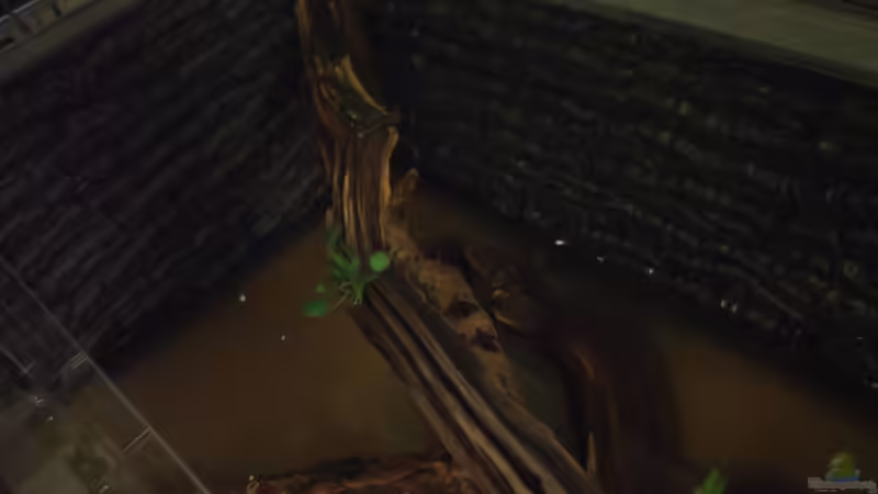 Pflanzen im Aquarium West- Zentralafrika in Aachen von Tiburón (26)