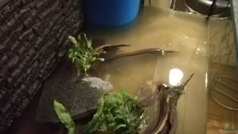 Pflanzen im Aquarium West- Zentralafrika in Aachen von Tiburón (27)