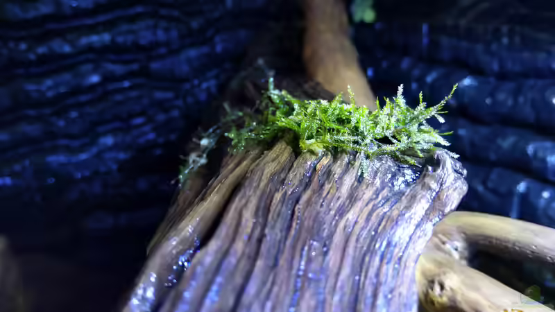 Pflanzen im Aquarium West- Zentralafrika in Aachen von Tiburón (29)