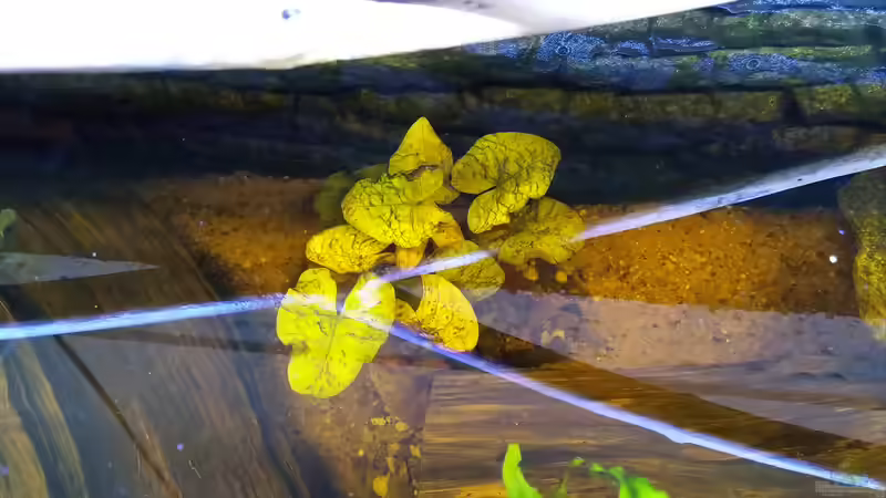 Pflanzen im Aquarium West- Zentralafrika in Aachen von Tiburón (30)