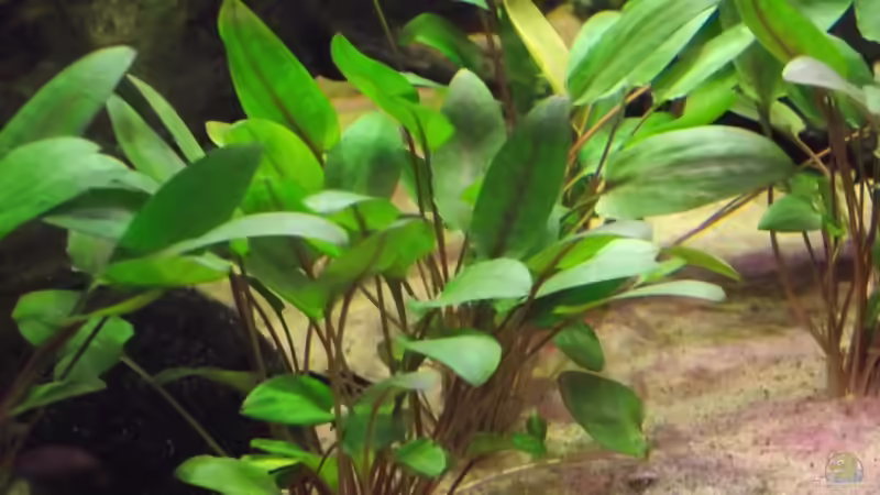 Pflanzen im Aquarium Westafrika-Style (aufgelöst) von Dr. Manhattan (18)