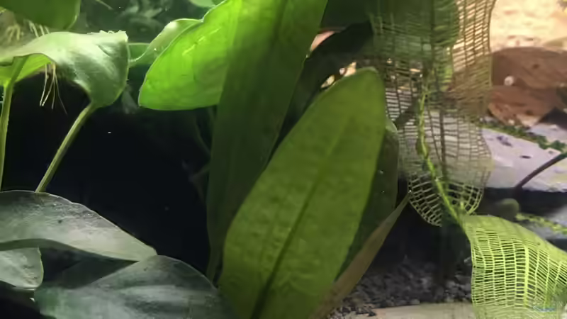 Pflanzen im Aquarium Westafrika von Tim1979 (20)