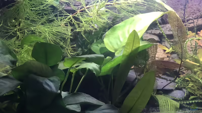 Pflanzen im Aquarium Westafrika von Tim1979 (21)