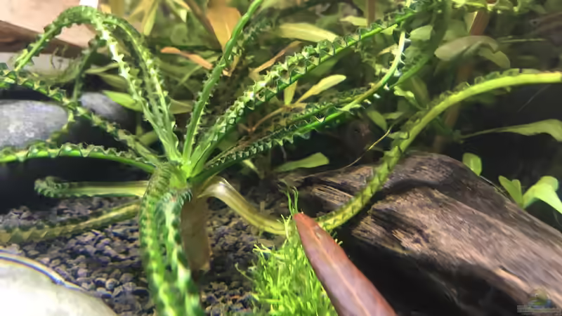 Pflanzen im Aquarium Westafrika von Tim1979 (22)