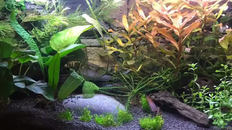 Pflanzen im Aquarium Westafrika von Tim1979 (26)