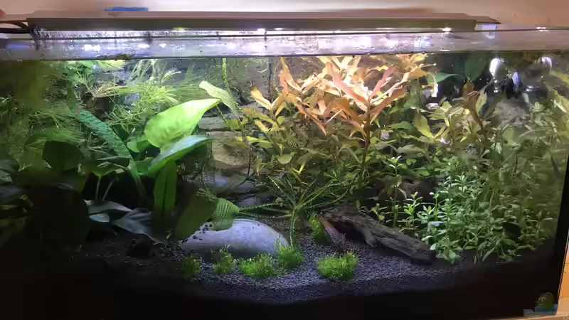 Pflanzen im Aquarium Westafrika von Tim1979 (27)