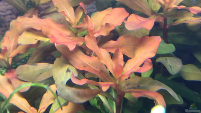 Pflanzen im Aquarium Westafrika von Tim1979 (28)