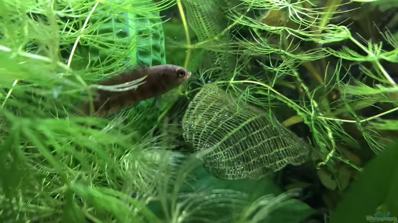 Pflanzen im Aquarium Westafrika von Tim1979 (30)