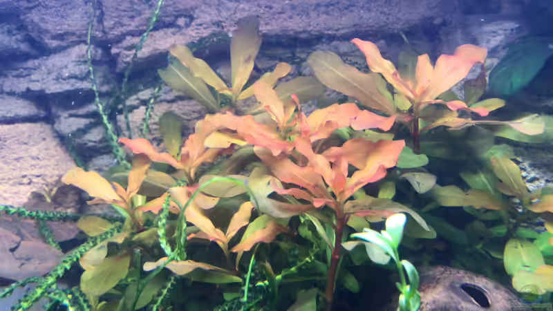 Pflanzen im Aquarium Westafrika von Tim1979 (31)