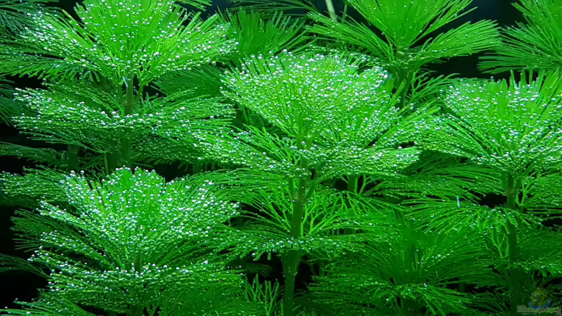 Pflanzen im Aquarium White Sands von Glyzerine (18)