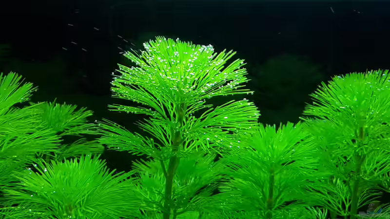 Pflanzen im Aquarium White Sands von Glyzerine (21)