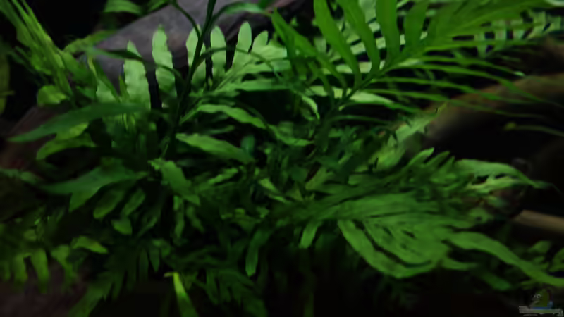 Pflanzen im Aquarium Wild Rio Guapore von Atacama (23)