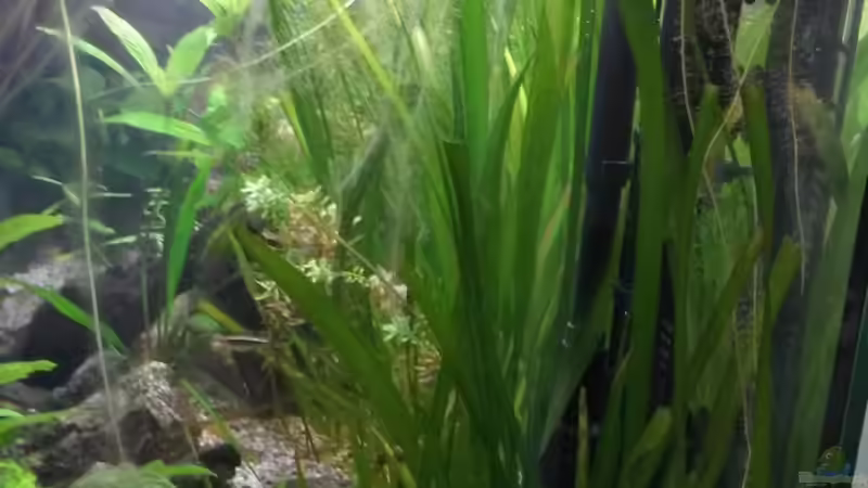 Pflanzen im Aquarium wild stones and plants von Dreadnought (19)