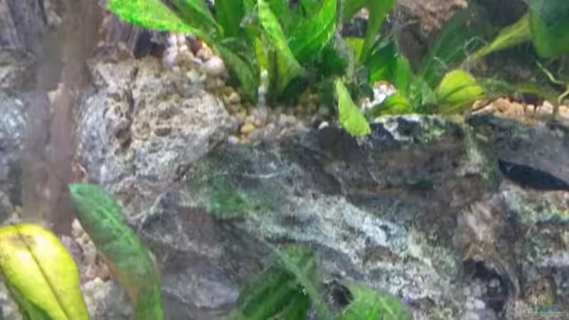 Pflanzen im Aquarium wild stones and plants von Dreadnought (20)
