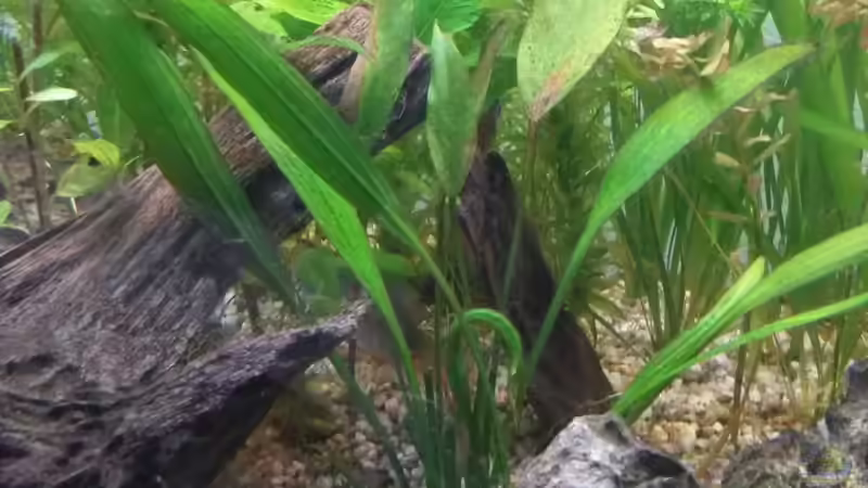 Pflanzen im Aquarium wild stones and plants von Dreadnought (26)