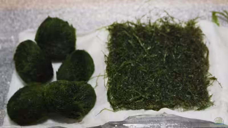 Pflanzen im Aquarium Wild Wild West von AjakAndi (16)