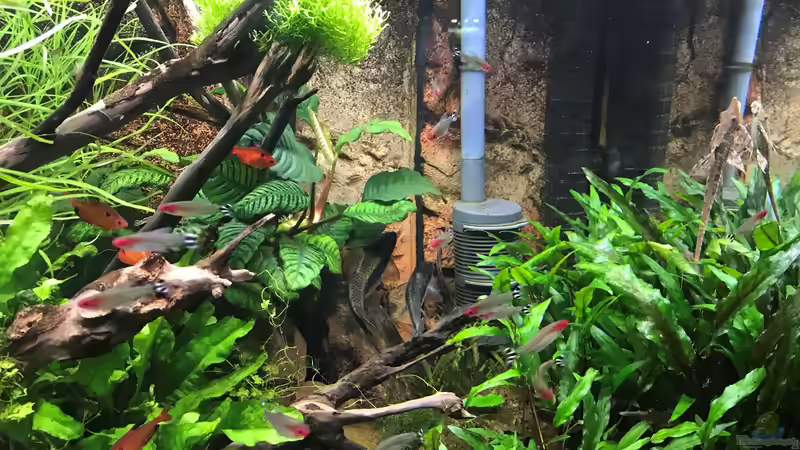 Pflanzen im Aquarium Wild World(Restart) von Der Nicky (58)