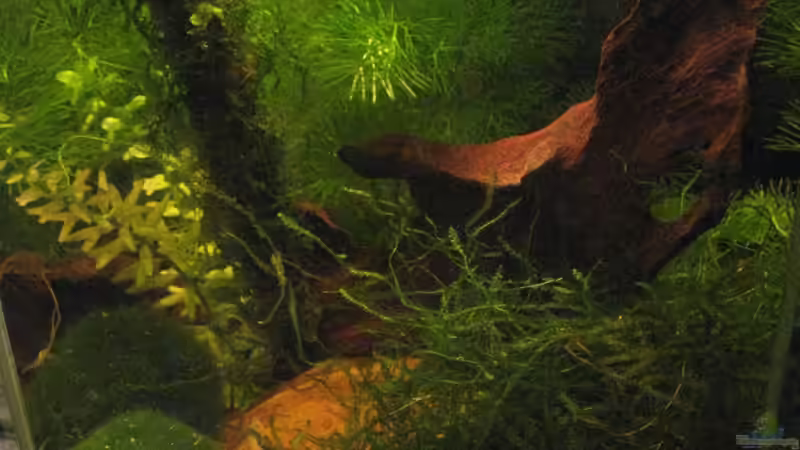 Pflanzen im Aquarium Wilde 13 von Maclya (3)