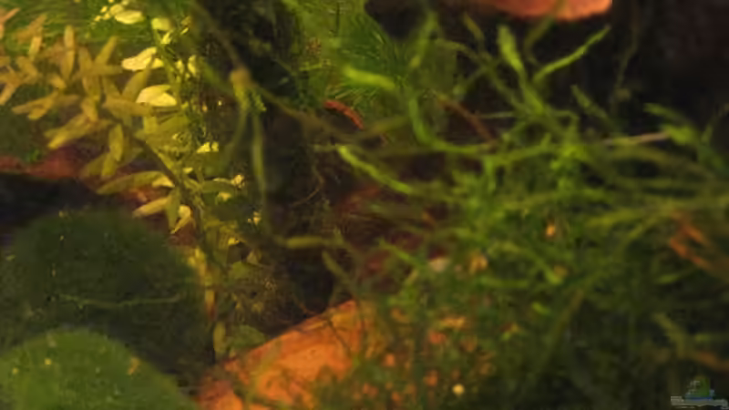 Pflanzen im Aquarium Wilde 13 von Maclya (4)