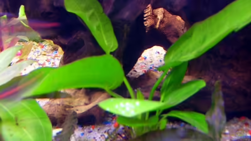 Pflanzen im Aquarium Wilder Fluss (aufgelöst) von Falk (14)