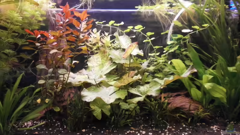 Pflanzen im Aquarium Wilder Mix...aber mir gefällts von Jukey (5)