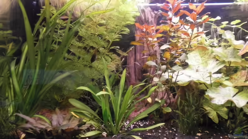 Pflanzen im Aquarium Wilder Mix...aber mir gefällts von Jukey (6)