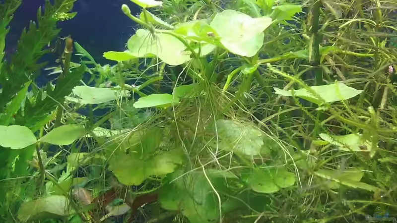 Pflanzen im Aquarium Wilder Würfel von furt (8)