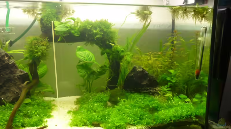 Pflanzen im Aquarium Wilderstrand von Stefan Rohland (11)