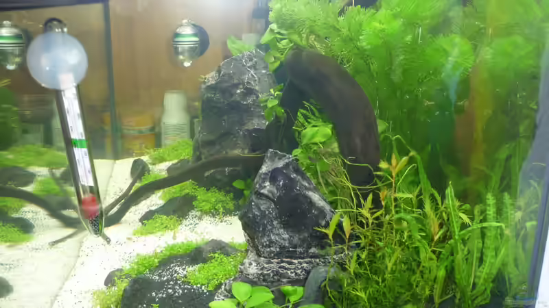 Pflanzen im Aquarium Wilderstrand von Stefan Rohland (3)