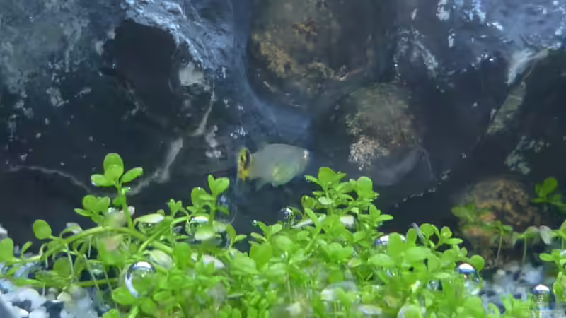 Pflanzen im Aquarium Wilderstrand von Stefan Rohland (4)