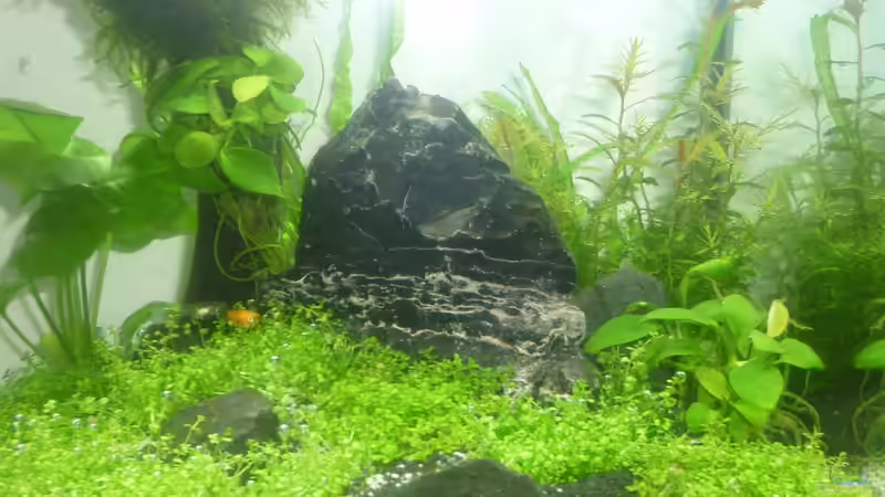 Pflanzen im Aquarium Wilderstrand von Stefan Rohland (5)